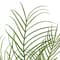 Palm Plant Bush by Ashland&#xAE;